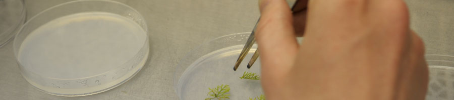 biology experiment