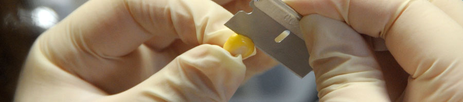 Close up of a student doing a biology experiment.
