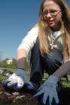 Sarah Stinson, senior English major, lays mulch around trees at Liberty Park during Campus and Community Day. - Photo by Beth Spain