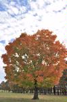 The fall season makes is presence known on a tree just outside the chapel. Photo by Lindsey Wallach (SID graduate assistant) - Photo by Uncredited