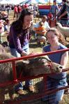 Laura Finley, junior biology major, and Melissa Chirino, junior intercultural studies major, pet the water buffalo at the petting zoo area at Arts in the Park for Homecoming 2009. - Photo by Megan Bailey