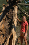 7/23/03 - Union student Kristin Edwards points out a tree downed by harsh winds at the Tennessee Baptist Children's Home in Barlett on July 22.