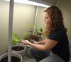 Biology student checks the plants involved in an experiment. - Photo by Morris Abernathy
