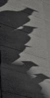 The bright summer sun casts shadows of the graduates as they walk to the Great Lawn for spring graduation. - Photo by Morris Abernathy