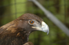 04/30/05 - Aiko, an 18 year old golden eagle, had lost a wing in an accident with electrical wires in Texas. He is now housed at Cypress Grove Nature Park.