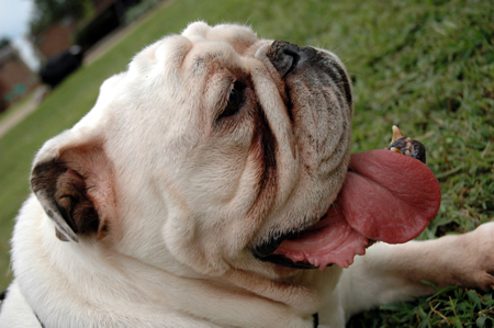 Buster gets out to meet the new students during Freshman Move-In Day.