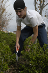 Freshman Ben Trail weeded flower beds on campus during Day of Remembrance. - Photo by Kathleen Murray