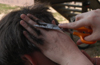 04/2/06 - Sophomore Renee Roberson, English major, cuts the hair of Richard Hart, Christian studies major, on a Saturday afternoon.