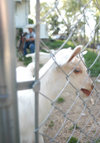 Dr. Marlyn Newhouse, associate professor of chemistry, enjoys spending time taking care of her goats and rabbits. She owns a 50-acre farm in Medina, Tenn. complete with Russian hamsters. - Photo by Heather Phillips