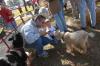Tim Ellsworth, director of news & media relations, and his son Daniel enjoy feeding a goat at the Arts in the Park event during Homecoming. - Photo by Morris Abernathy