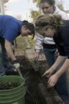 Megan Ditter, Miranda Lindsey and Emily Babin work on a garden bed at The Care Center during Day of Remembrance. The girls weeded out the bed and secured a brick lining around the edge of it. - Photo by Kyle Kurlick