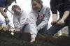 Megan Ditter, Miranda Lindsey, Stephanie Hale and Emily Babin work on a garden bed at The Care Center for their Day of Remembrance project. Located near downtown Jackson, The Care Center is a home for women and children to receive care. - Photo by Kyle Kurlick