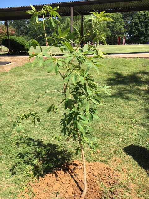 buckeye tree planted in honor of Rosebrough
