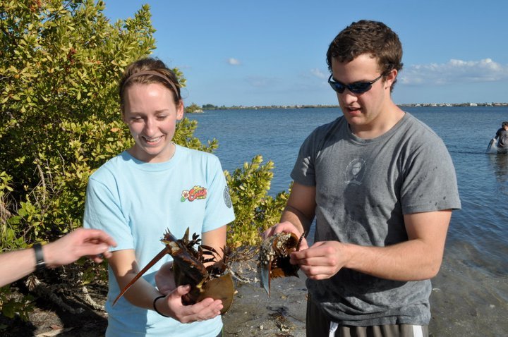 Horseshoe Crab