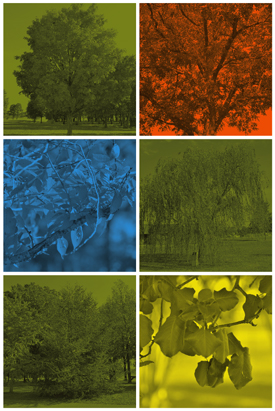 trees