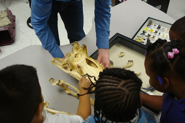 displaying bones to students