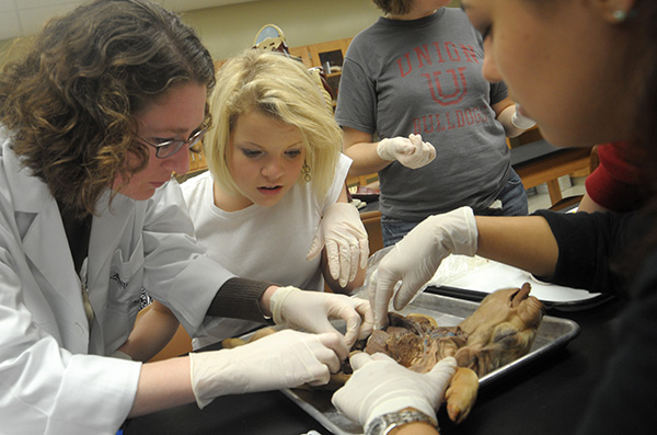 Dissection