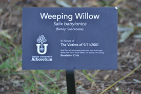 A weeping willow tree planted in memory of the victims of the Sept. 11 terrorist attacks is just one of the trees in the new Union University arboretum. (Photo by Morris Abernathy)