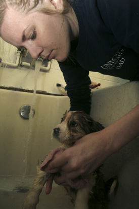 Junior Debra Howell bathes a puppy with an injured leg at the Jackson-Madison County Humane Society as part of Union's annual "Campus and Community: A Day of Remembrance and Service." (Photo by Kyle Kurlick)