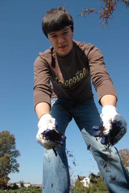 Nic Seaborn, sophomore Biblical studies major, lays mulch around trees at Liberty Park during Campus and Community Day. - Photo by Beth Spain