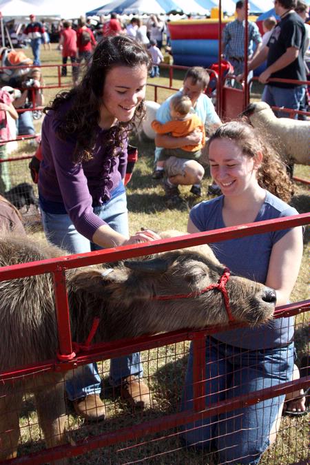Laura Finley, junior biology major, and Melissa Chirino, junior intercultural studies major, pet the water buffalo at the petting zoo area at Arts in the Park for Homecoming 2009. - Photo by Megan Bailey