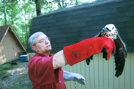 9/5/02 - Dr. James A. Huggins, University Professor of Biology and Biology Department Chair, is currently working with eighteen Mississippi kites to reintroduce them back into the wild.
