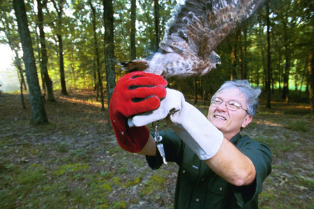 9/5/02 - Dr. James A. Huggins, University Professor of Biology and Biology Department Chair, is currently working with eighteen Mississippi kites to reintroduce them back into the wild.