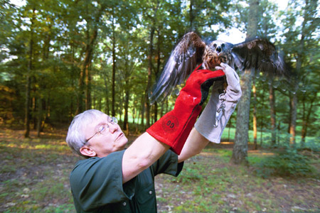 9/5/02 - Dr. James A. Huggins, University Professor of Biology and Biology Department Chair, is currently working with eighteen Mississippi kites to reintroduce them back into the wild.