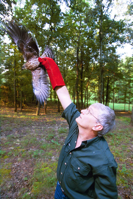 9/5/02 - Dr. James A. Huggins, University Professor of Biology and Biology Department Chair, is currently working with eighteen Mississippi kites to reintroduce them back into the wild.