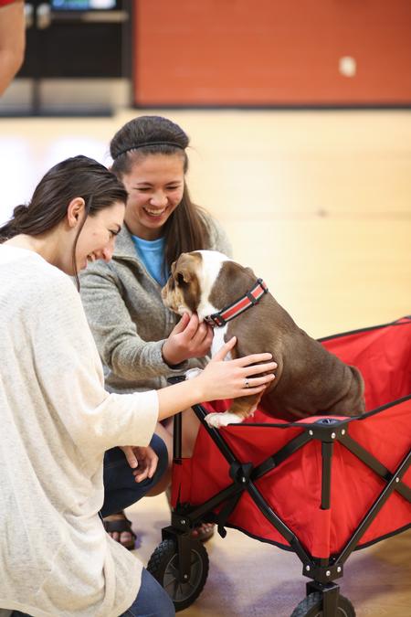 Anna Goodman, senior communication studies major, and Morgan Morfe, senior social work major, play with Buster in the Bowld Student Commons.  - Photo by Kristi McMurry Woody