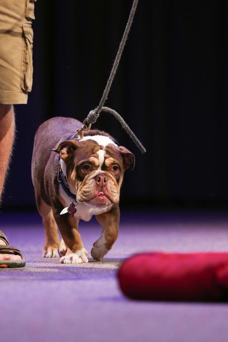 Buster comes up to the stage during Welcome Week chapel to show off some of his newly learned trips to new students.  - Photo by Kristi McMurry Woody