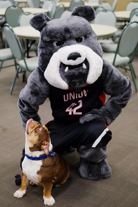Buster the live mascot looks up at Buster the Bulldog in the Brewer Dining Hall. - Photo by Kristi McMurry Woody