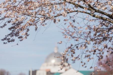 Union University campus on a spring day. - Photo by Kristi McMurry Woody