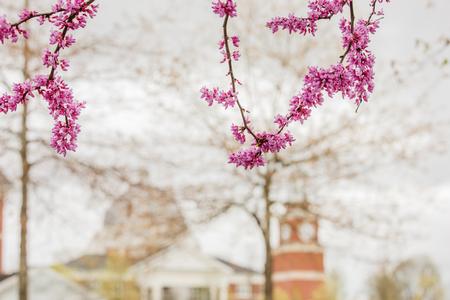 The redbud trees bloom on the Jackson campus. - Photo by Kristi McMurry Woody
