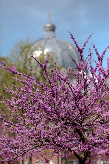 Trees bloom around campus in the spring. - Photo by Kristi McMurry Woody