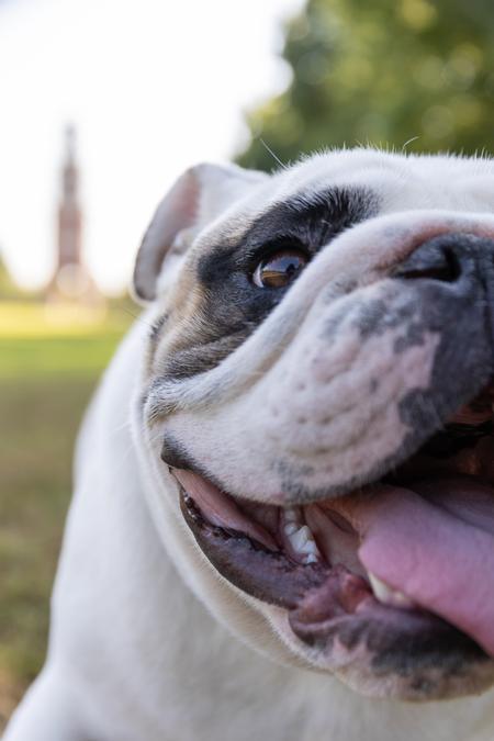 Buster the Bulldog in front of Miller Tower