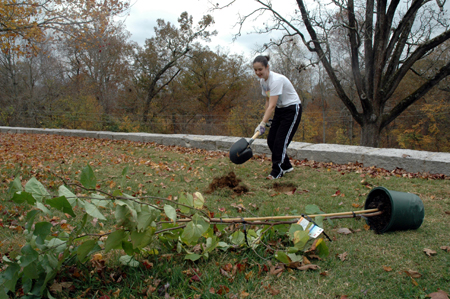 Senior Heather Tobe digs a hole to plant a tree at Fort Donelson National Cemetery on Day of Remembrance. - Photo by Jim Veneman