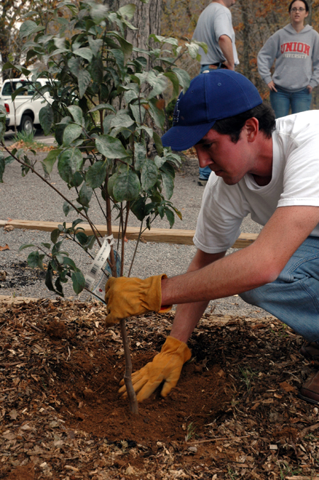 Phi Alpha Theta member Jared Myracle finishes planting a tree in the picnic area of Fort Donelson National Battlefield on Day of Remembrance. - Photo by Jim Veneman