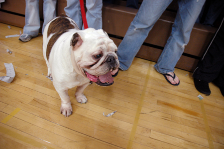 Buster enjoys supporting the Bulldogs as much as the students do. - Photo by Brad Moore