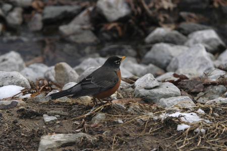 A robin looks for food as the snow begins to melt. - Photo by Stephanny Rodriguez