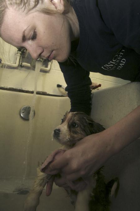 Debra Howell bathes a puppy with an injured leg at the Madison County Humane Society during Day of Remembrance. - Photo by Kyle Kurlick