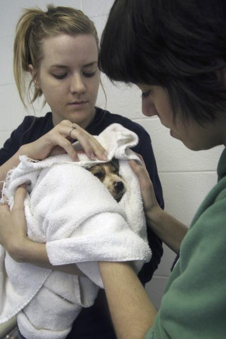 Debra Howell and Stephanny Rodriguez dry a puppy Howell bathed in a sink at the Madison County Humane Society during Day of Remembrance. - Photo by Kyle Kurlick