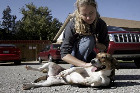 Katie Veach scratches the belly of one of the dogs at the Jackson Madison County Humane Society during Day of Remembrance. The society is always looking for people to come out to spend time and play with the animals. - Photo by Kyle Kurlick