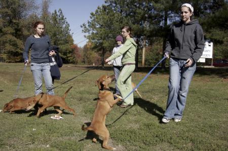 Andy Baldwin, Leah Littlefield, Sydney Toland and Lori Landon take a pack of puppies out for a walk around the property of the Jackson Madison County Humane Society during Day of Remembrance. - Photo by Kyle Kurlick