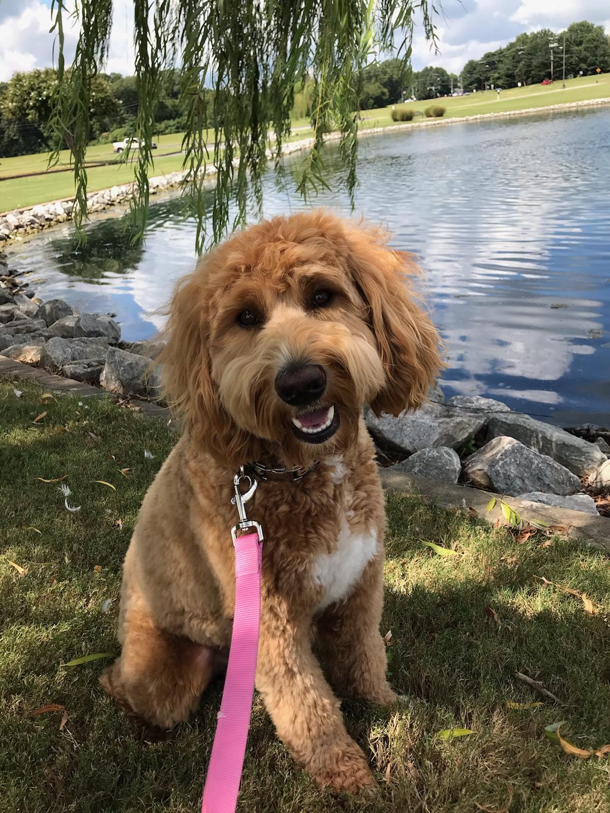 Gracie