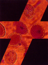 cellcros.jpg (43028 bytes)