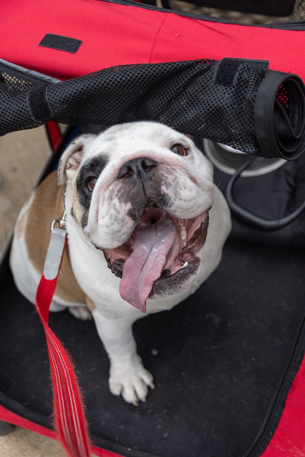 A bulldog with a red leash sits in a black and red stroller, looking up with its mouth open and tongue out. The dog appears happy and alert.