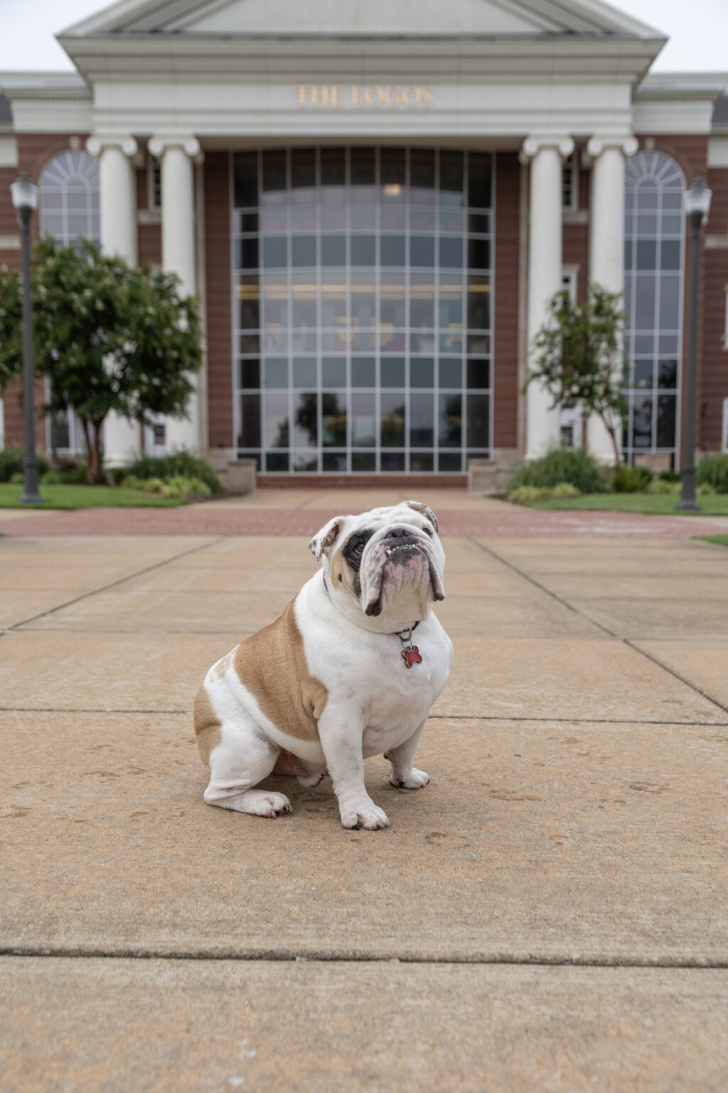 A bulldog with light brown and white fur sits on a concrete walkway in front of a large building with columns, glass windows, and the sign THE COMMONS above the entrance.