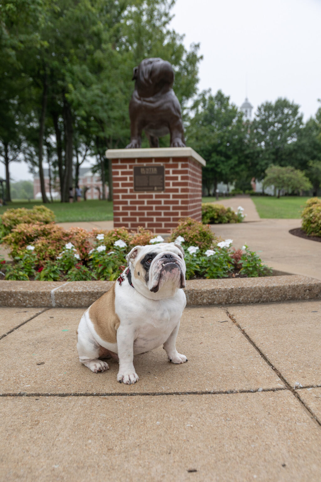 A brown and white bulldog sits on a sidewalk in front of a circular flower bed, with a large bulldog statue on a brick pedestal in the background. Trees and part of a building are visible further behind.
